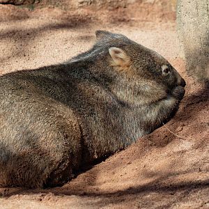 Common Wombat