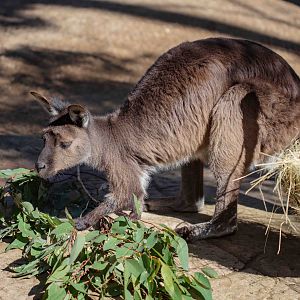 Kangaroo Island Kangaroo