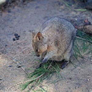 Quokka