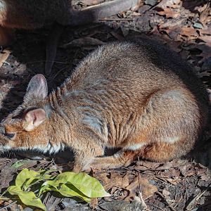 Red-legged Pademelon