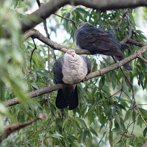 White-headed Pigeons