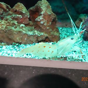 Humpback Shrimp (Pandalus hypsinotis)-Xpark