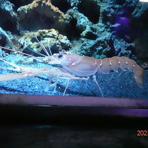 Metanephrops formosanus - Xpark