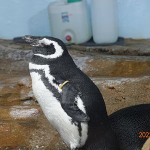 Magellanic Penguin (Spheniscus magellanicus) - Xpark