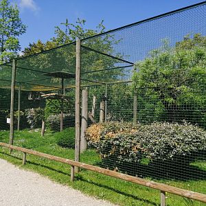 Verreaux 's eagle aviary