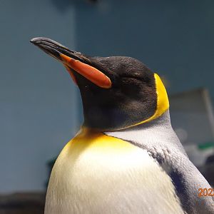 King Penguin (Aptenodytes patagonicus) - Xpark