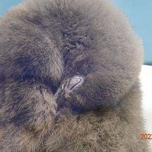 King Penguin (Aptenodytes patagonicus) - Xpark
