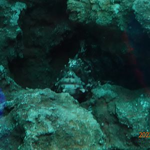 Chirolophis japonicus - Xpark