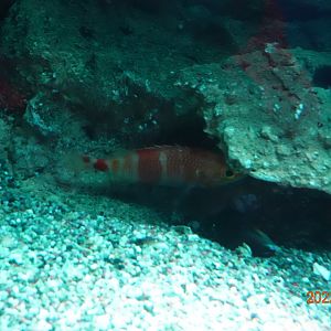 Plectranthias kelloggi - Xpark