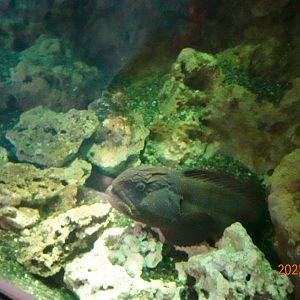 Bering Wolffish (Anarhichas orientalis) - Xpark