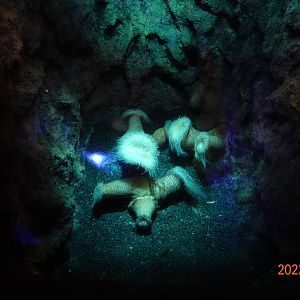 Actinostola carlgreni - Xpark