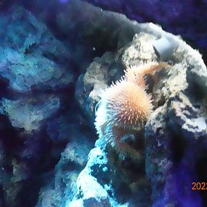 Paralomis hystrix - Xpark