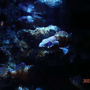 Hilgendorf's Saucord (Helicolenus hilgendorfi) - Xpark