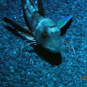 Spiny Red Gurnard (Chelidonichthys spinosus) - Xpark