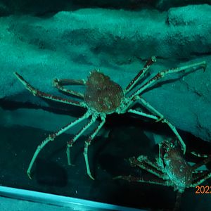 Japanese Spider Crab (Macrocheira kaempferi) - Xpark