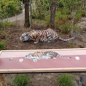 Education about the tiger