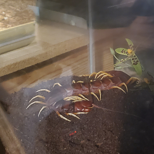 Amazon Giant Centipede - Goldfield Ghost Town & Mines (2020)