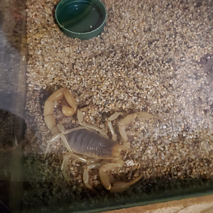 Arizona Bark Scorpion - Goldfield Ghost Town & Mines (2020)