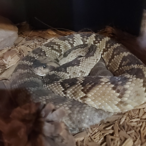 Arizona Black-tailed Rattlesnake - Goldfield Ghost Town & Mines (2020)
