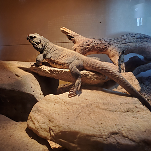Common Chuckwalla - Goldfield Ghost Town & Mines (2020)