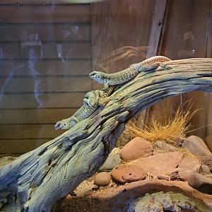 Desert Iguana - Goldfield Ghost Town & Mines (2020)