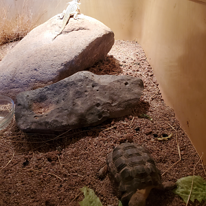 Fringe-toed Lizard & Desert Tortoise - Goldfield Ghost Town & Mines (2020)