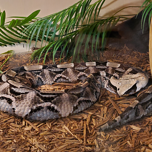 Gaboon Viper - Goldfield Ghost Town & Mines (2020)
