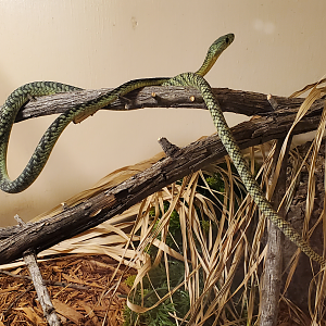 Jameson's Mamba - Goldfield Ghost Town & Mines (2020)