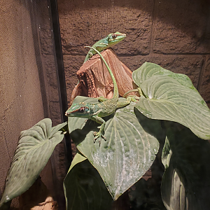 Knight Anoles - Goldfield Ghost Town & Mines (2020)