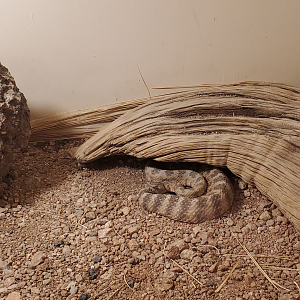 Tiger Rattlesnake - Goldfield Ghost Town & Mines (2020)