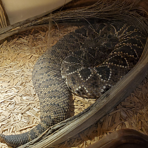 Eastern Diamondback Rattlesnake - Goldfield Ghost Town & Mines (2020)