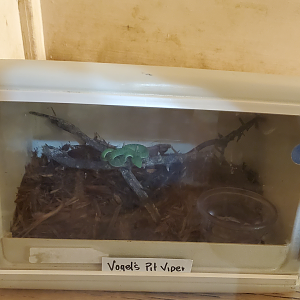 Vogel's Pit Viper - Goldfield Ghost Town & Mines (2020)