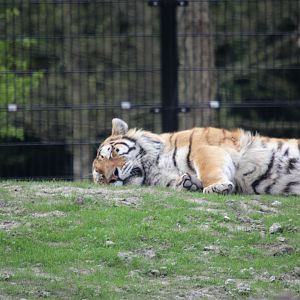 Amur tiger - male Vadim
