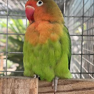 Cutteslowe Park Aviary - Lovebird