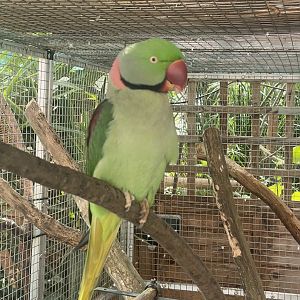 Cutteslowe Park Aviary - Alexandrine Parakeet