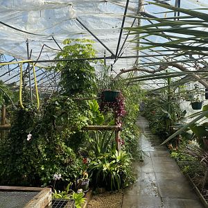 Cutteslowe Park Aviary - View of Aviary / Tropical House