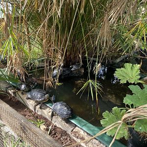 Cutteslowe Park Aviary - Pond Slider Exhibit