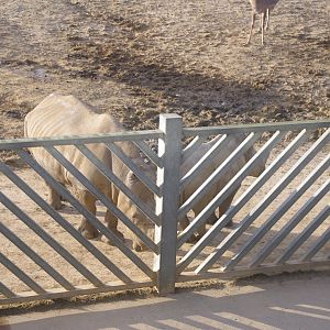 Southern White Rhino and calf- Colchester Zoo 25/2/2022