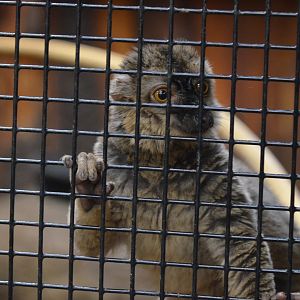 Brown Lemur (Sp.?)