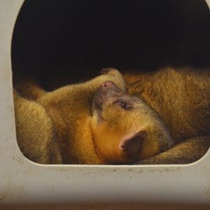 Kinkajou