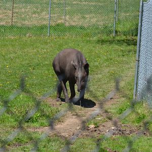 Brazilian Tapir