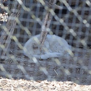 Arctic Fox