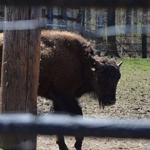 American Bison Juvenile