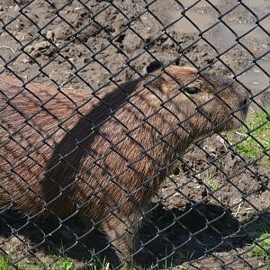 Capybara
