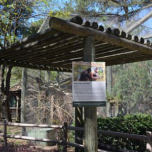 Black-Handed Spider Monkey Area