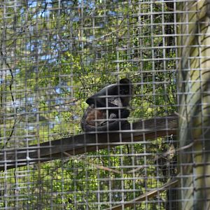 Black-Handed Spider Monkey Area
