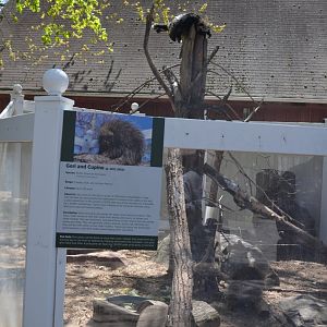 North American Porcupine Exhibit