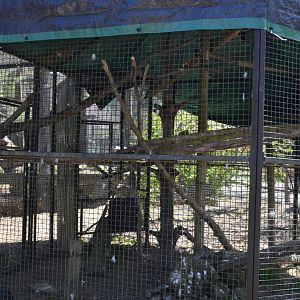 Red-Tailed Hawk Exhibit
