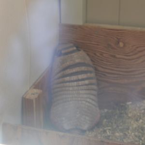 Six-Banded Armadillo