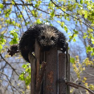 North American Porcupine